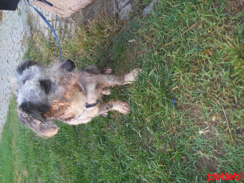 Skye Terrier, Köpek  Tipsiz fotoğrafı