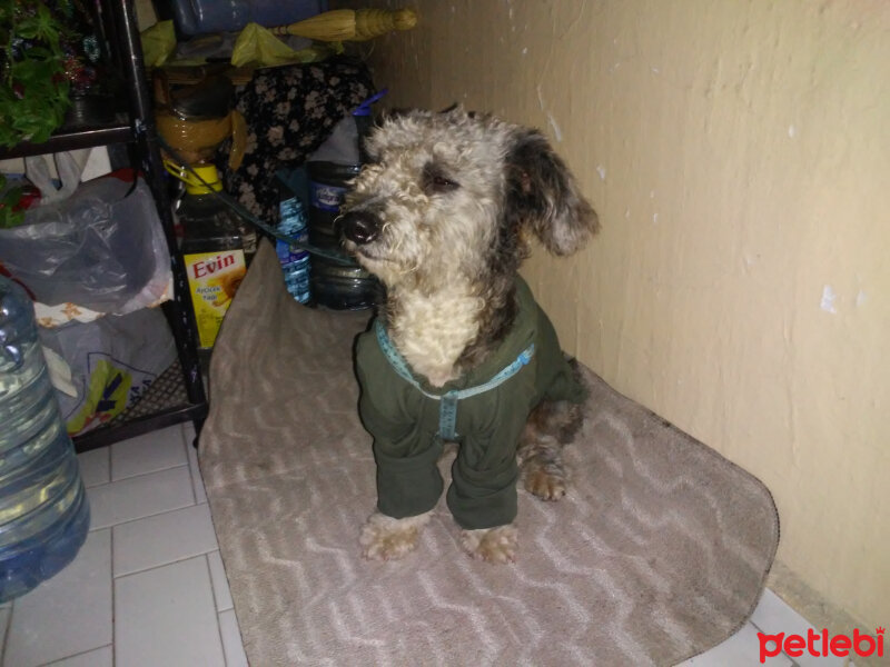 Skye Terrier, Köpek  Tipsiz fotoğrafı