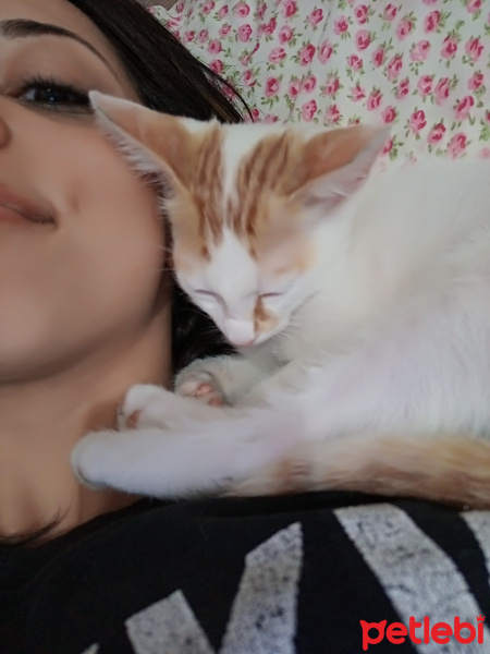 Abyssinian, Kedi  Oscar fotoğrafı