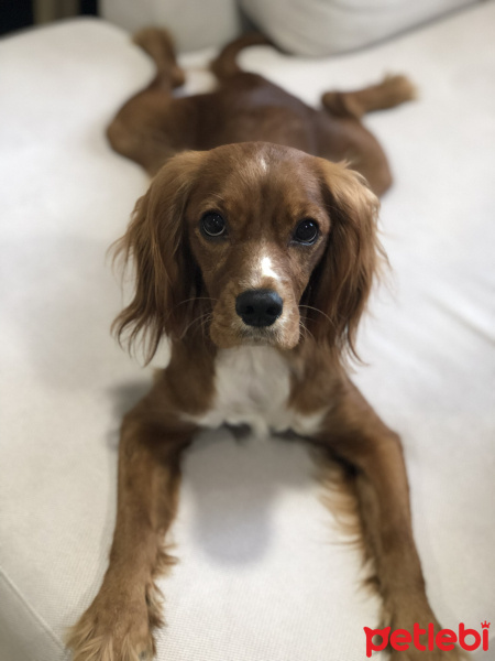 Amerikan Cocker Spaniel, Köpek  Bella fotoğrafı