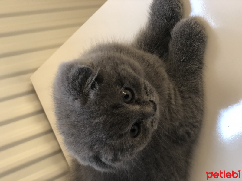 Scottish Fold, Kedi  Grey fotoğrafı