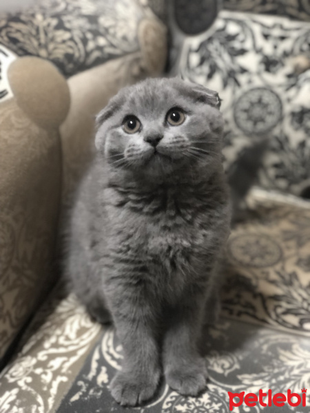 Scottish Fold, Kedi  Grey fotoğrafı