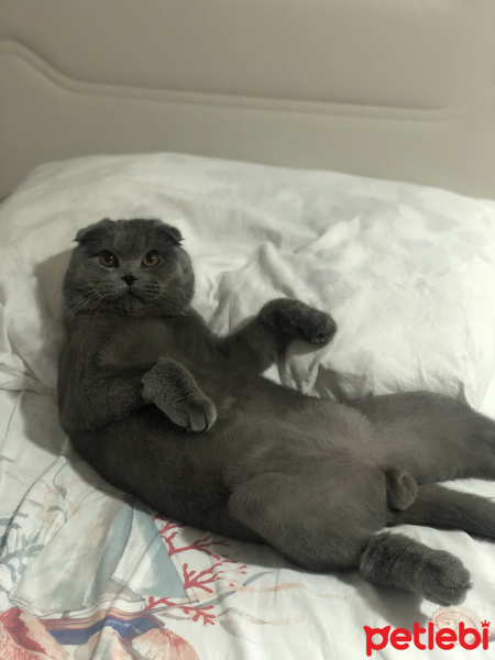 Scottish Fold, Kedi  Grey fotoğrafı