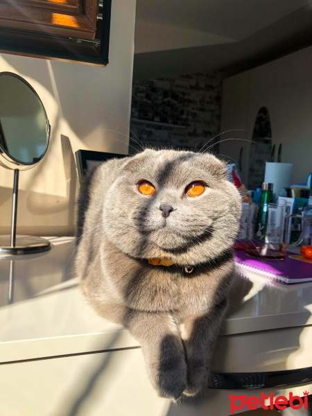 Scottish Fold, Kedi  Grey fotoğrafı