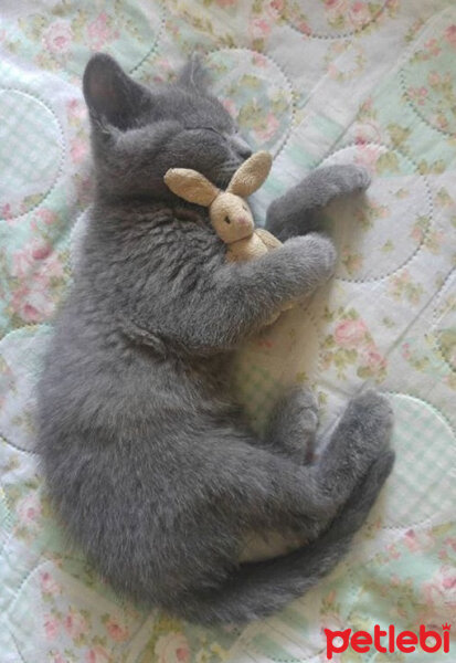 British Shorthair, Kedi  Mia fotoğrafı