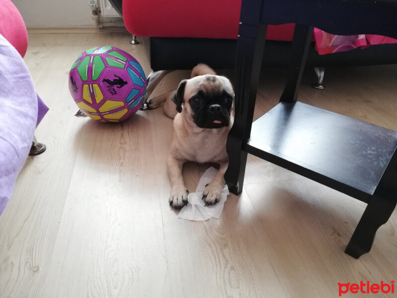 Pug, Köpek  Mia fotoğrafı