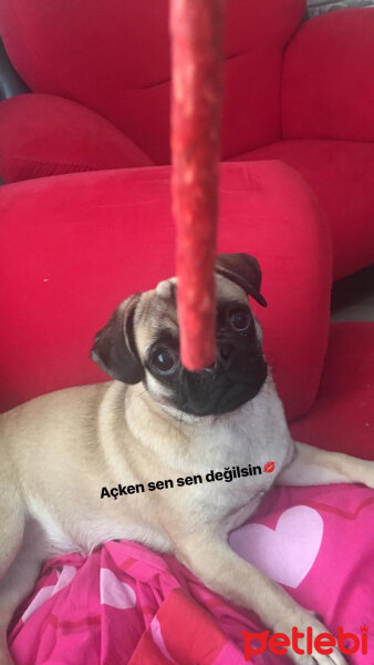 Pug, Köpek  Mia fotoğrafı