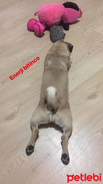 Pug, Köpek  Mia fotoğrafı