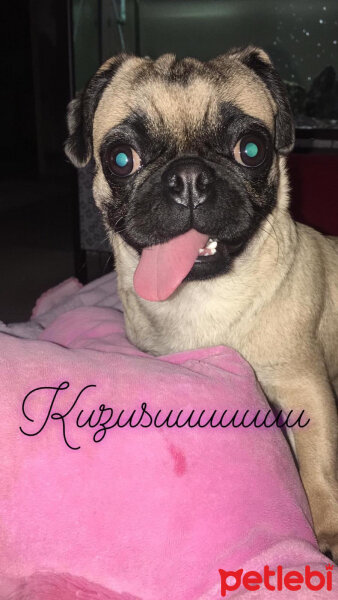 Pug, Köpek  Mia fotoğrafı