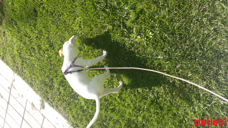 Jack Russell Terrier, Köpek  Fox fotoğrafı