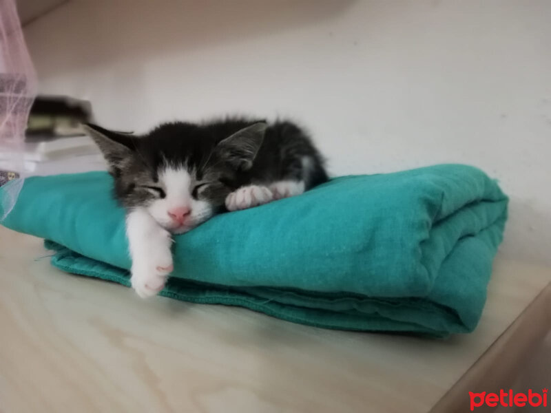 Tekir Kedi, Kedi  Biciriks fotoğrafı