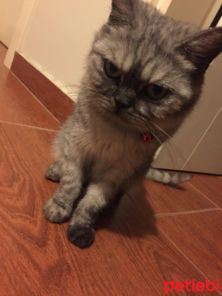 British Shorthair, Kedi  Duman fotoğrafı