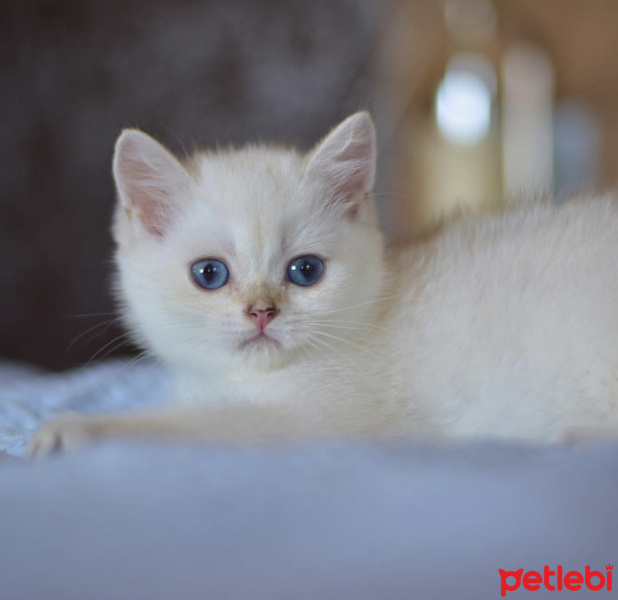 British Shorthair, Kedi  Sherlock fotoğrafı