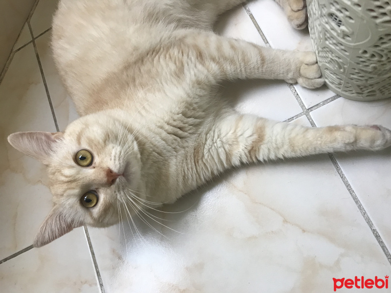 İran Kedisi (Persian), Kedi  Kral fotoğrafı
