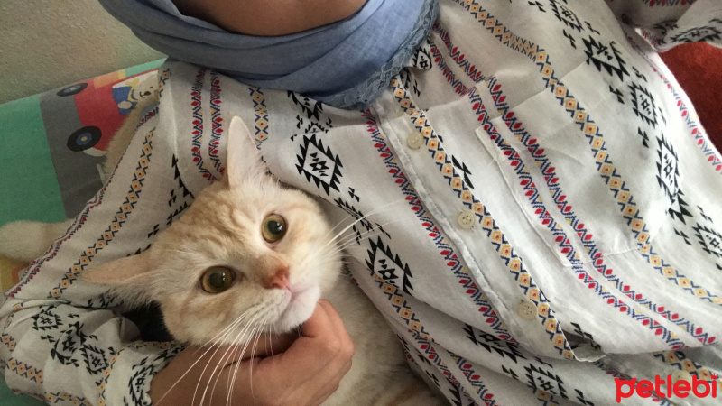 İran Kedisi (Persian), Kedi  Kral fotoğrafı