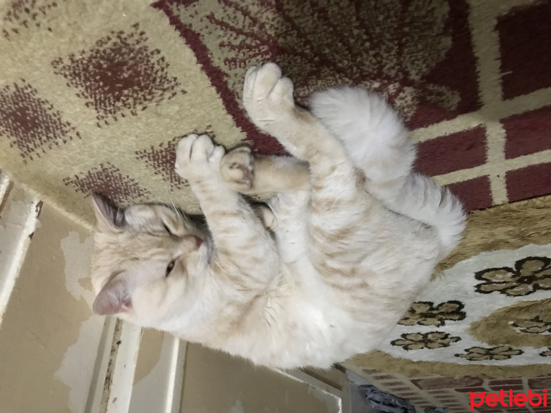 İran Kedisi (Persian), Kedi  Kral fotoğrafı