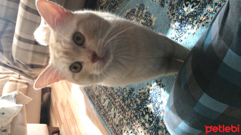 İran Kedisi (Persian), Kedi  Kral fotoğrafı