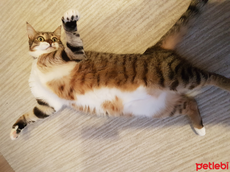Tekir Kedi, Kedi  MESTAN fotoğrafı