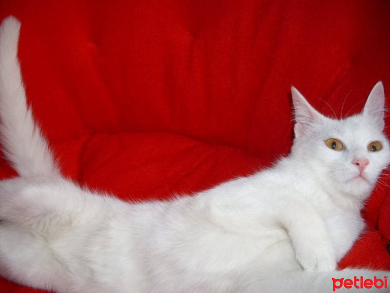 Ankara Kedisi, Kedi  KARDELEN fotoğrafı