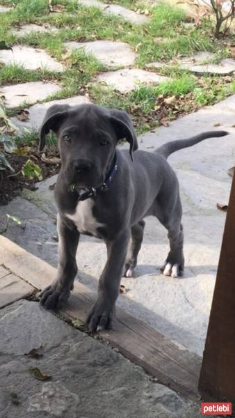 Cane Corso Italiano, Köpek  DumaN fotoğrafı