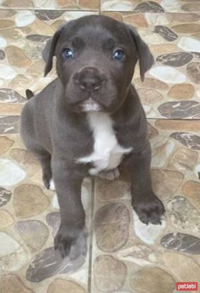 Cane Corso Italiano, Köpek  DumaN fotoğrafı