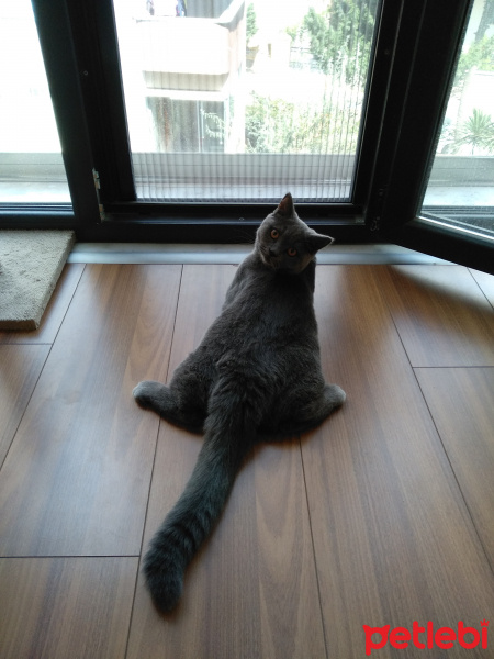 British Shorthair, Kedi  Pati fotoğrafı