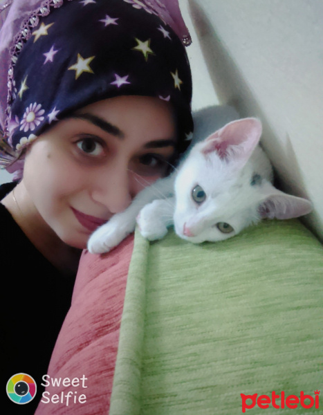 Ankara Kedisi, Kedi  Maya fotoğrafı