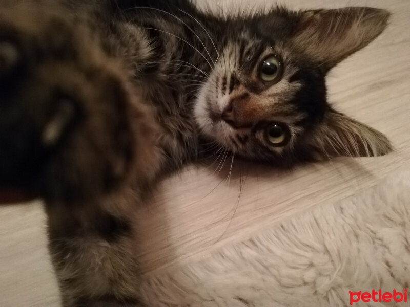 Tekir Kedi, Kedi  Pisi fotoğrafı