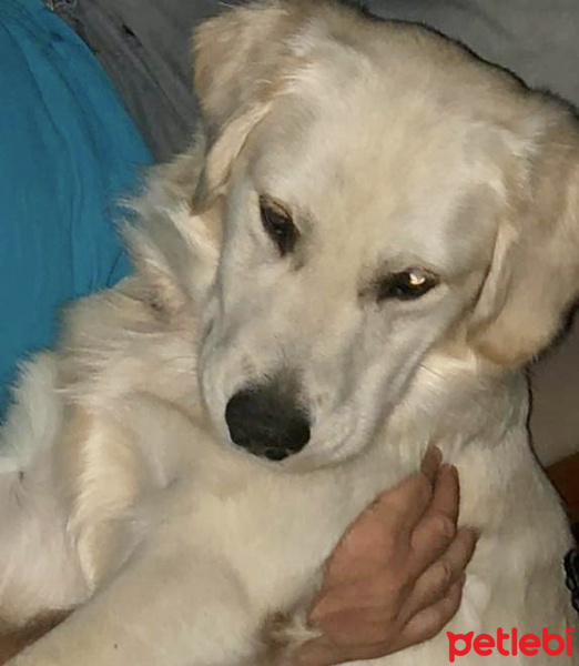 Golden Retriever, Köpek  ARES fotoğrafı