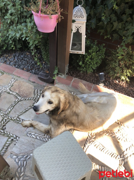 Golden Retriever, Köpek  ARES fotoğrafı