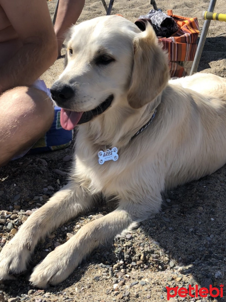 Golden Retriever, Köpek  ARES fotoğrafı