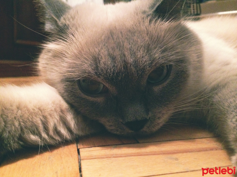 British Shorthair, Kedi  Bıdık fotoğrafı