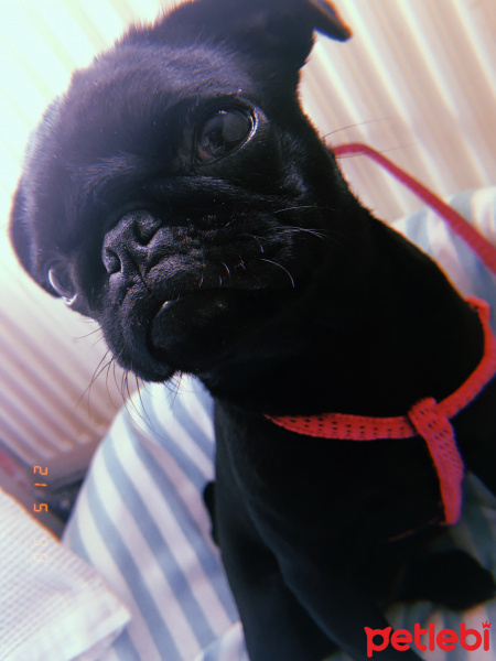 Pug, Köpek  hera fotoğrafı