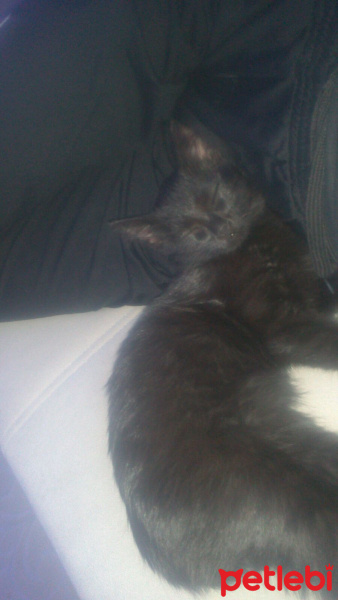 Tekir Kedi, Kedi  Çiko fotoğrafı