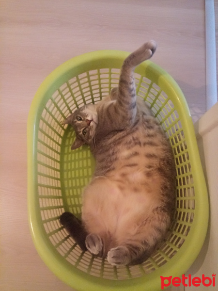 Tekir Kedi, Kedi  ARES fotoğrafı