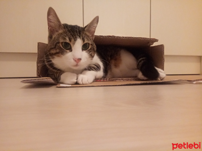 Tekir Kedi, Kedi  EROS fotoğrafı