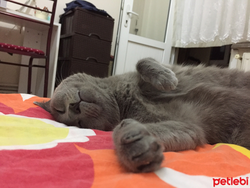 Mavi Rus, Kedi  Kivi fotoğrafı