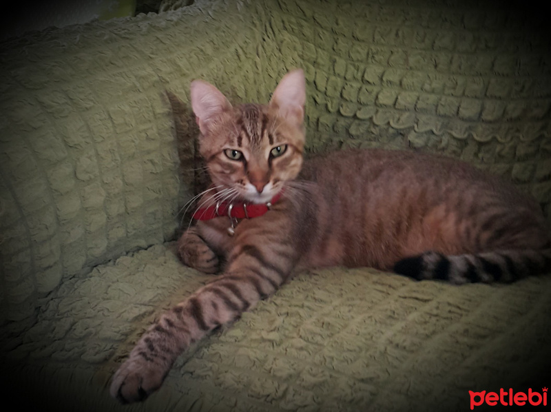 Tekir Kedi, Kedi  Bakut fotoğrafı