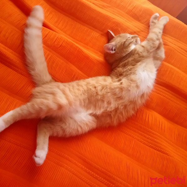 Sarman, Kedi  Dôdû fotoğrafı