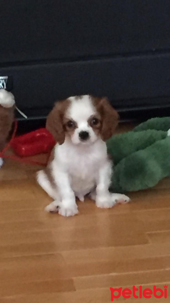 Cavalier King Charles Spanieli, Köpek  ROCKY fotoğrafı