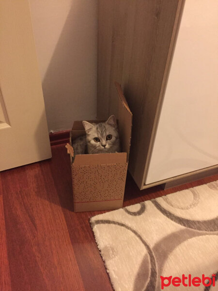 Scottish Fold, Kedi  Mia fotoğrafı