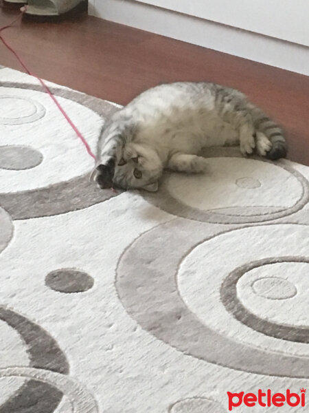 Scottish Fold, Kedi  Mia fotoğrafı