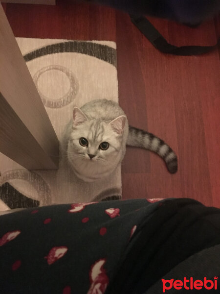 Scottish Fold, Kedi  Mia fotoğrafı