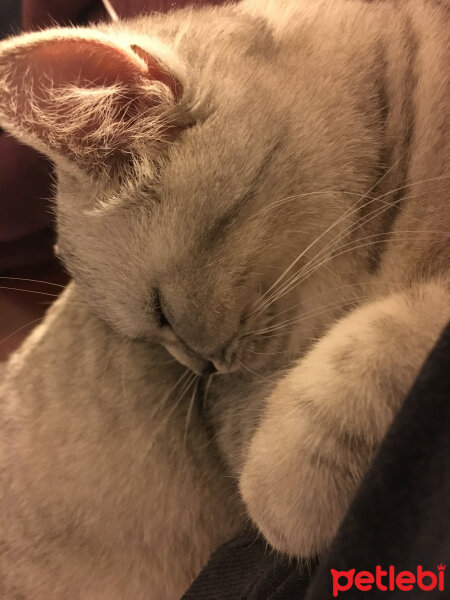 Scottish Fold, Kedi  Mia fotoğrafı