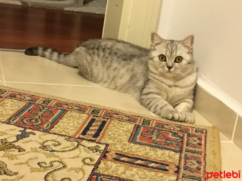 Scottish Fold, Kedi  Mia fotoğrafı