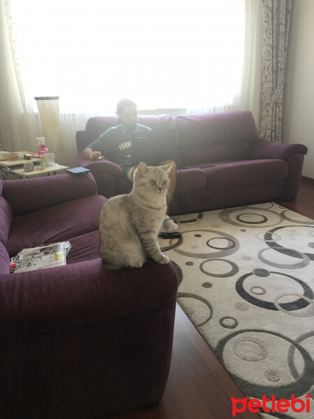 Scottish Fold, Kedi  Mia fotoğrafı