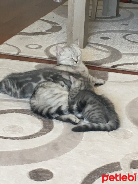 Scottish Fold, Kedi  Mia fotoğrafı