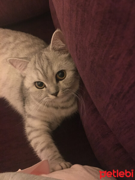 Scottish Fold, Kedi  Mia fotoğrafı