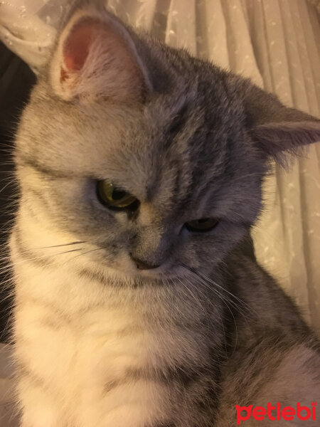 Scottish Fold, Kedi  Mia fotoğrafı