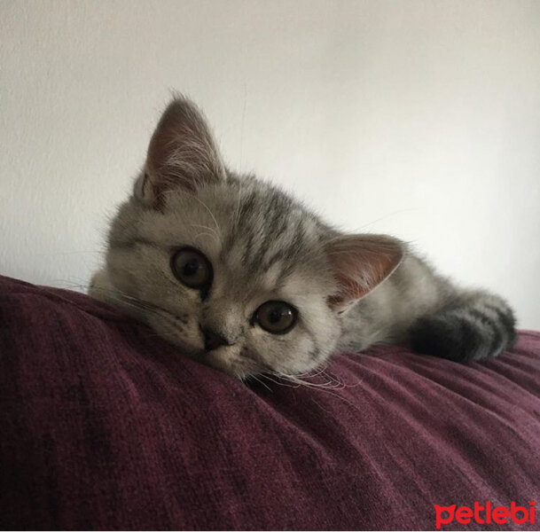 Scottish Fold, Kedi  Mia fotoğrafı